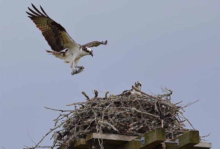 12186123_web1_Osprey-Saanich-nest-flight