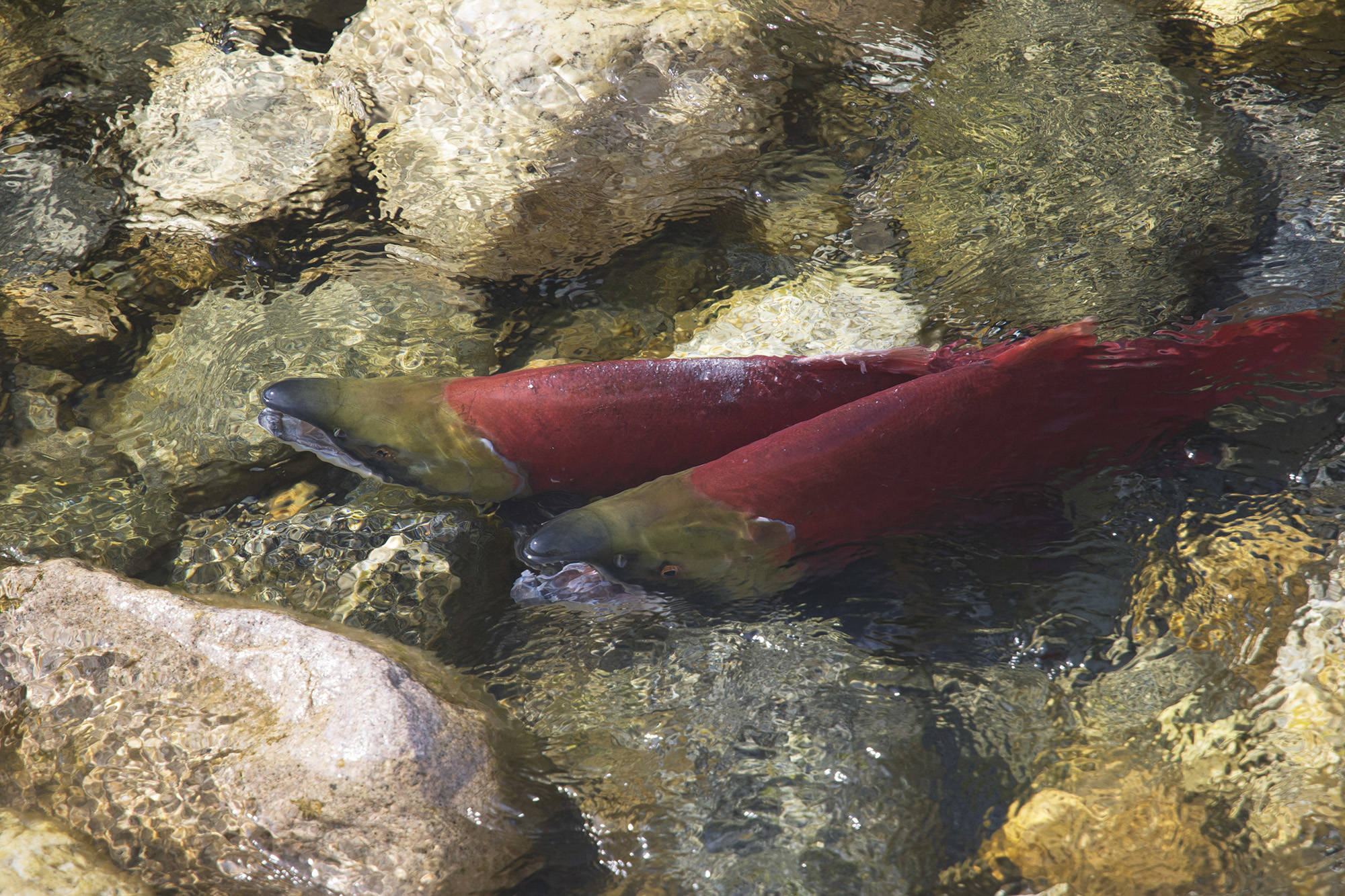 13441494_web1_20180902-SAA-Yard-Creek-Salmon-JE-063