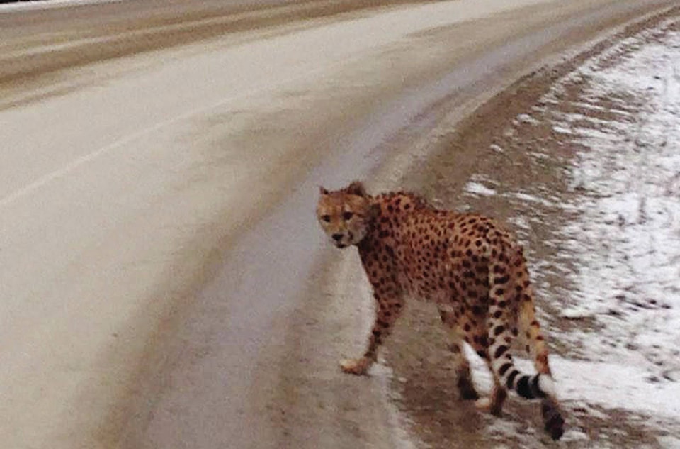 13802593_web1_161230-RDA-Canada-Cheetah-On-Loose-PIC