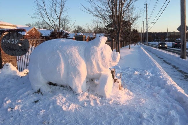 One happy looking snowpig!