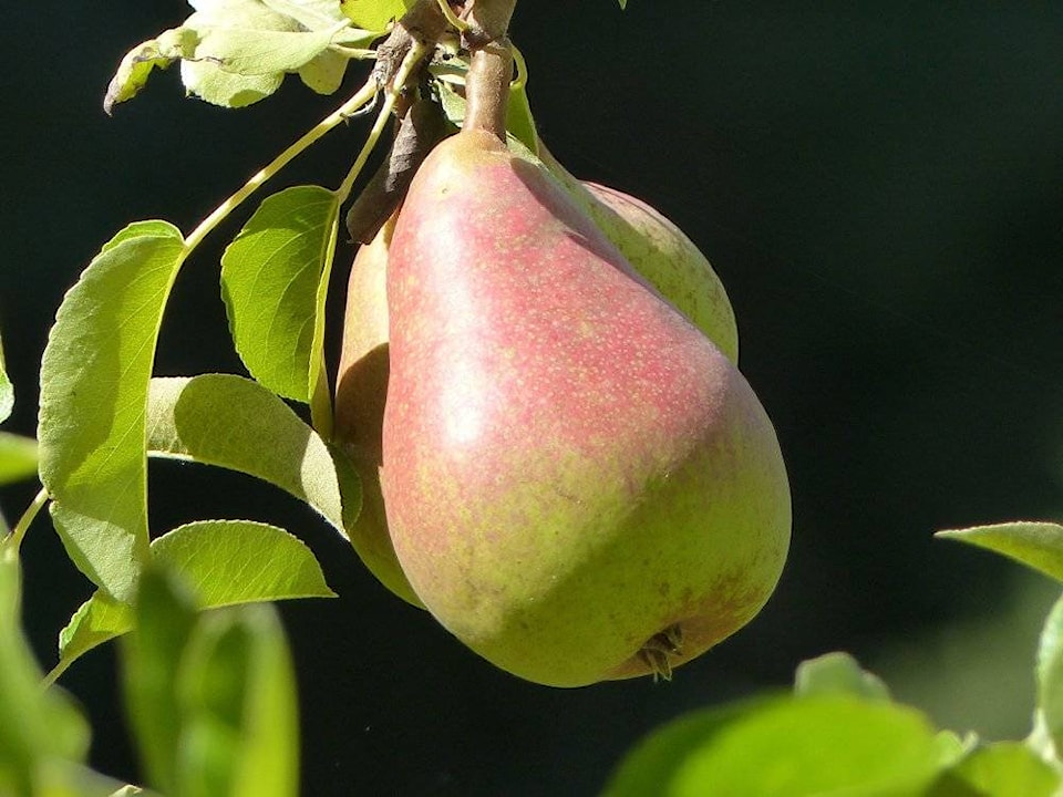 18502119_web1_pears