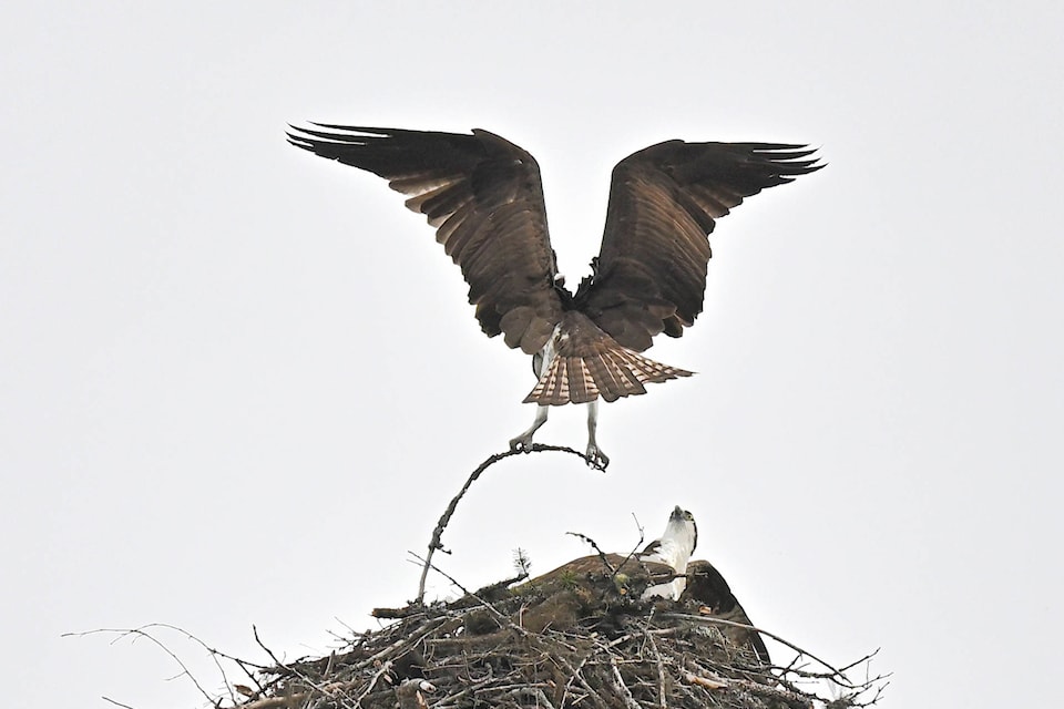 25070402_web1_210512-SAA-osprey-skimikin-lake