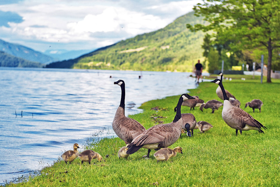 29542898_web1_200605-SAA-PRINT-standalone-geese-flooding-front_1