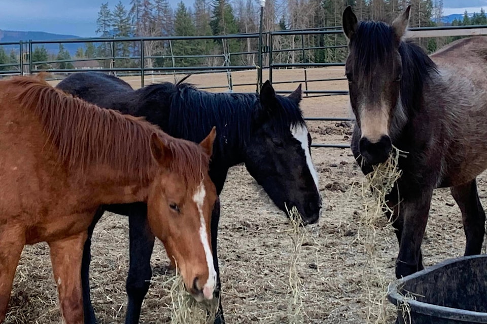 31403360_web1_221228-SAA-horses-die-hay-rescue_1