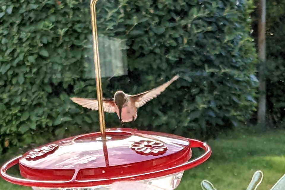 32538357_web1_230427-VMS-hummingbirds-feeder_1