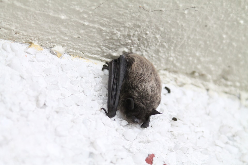 small-myotis-_-by-anna-skurikhina-1-1