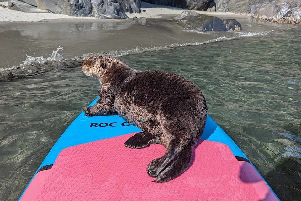 The sea otter enjoys his ride back to shore on Joanie Paquin's paddleboard.