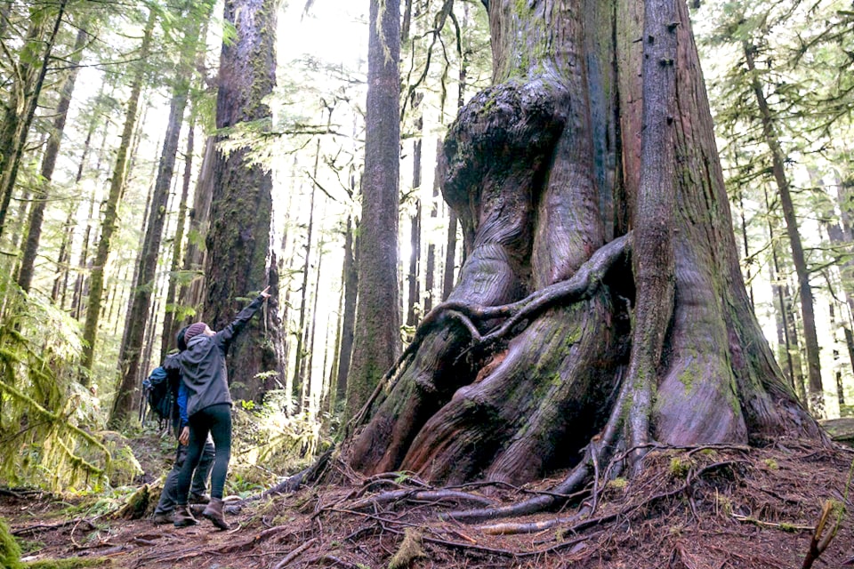 avatar-grove-1