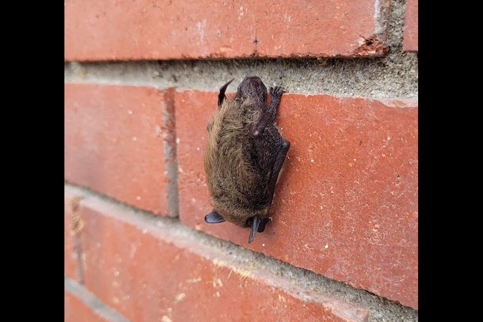 Bat pups are learning to fly in August and may show up in unexpected places. (Contributed/A. Skurikhina)