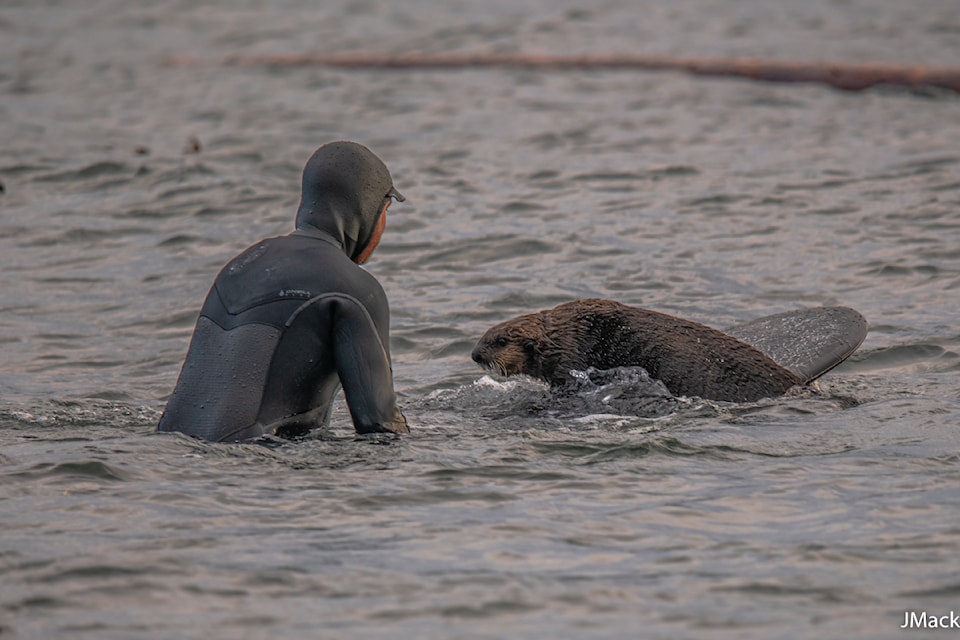 Photographer Joyce MacKinnon caught on camera an interaction between a surfer and a sea otter in Sooke on Dec. 28.