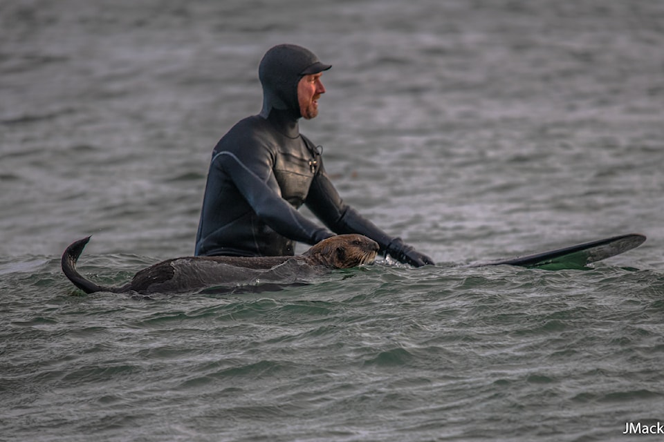 Photographer Joyce MacKinnon caught on camera an interaction between a surfer and a sea otter in Sooke on Dec. 28.