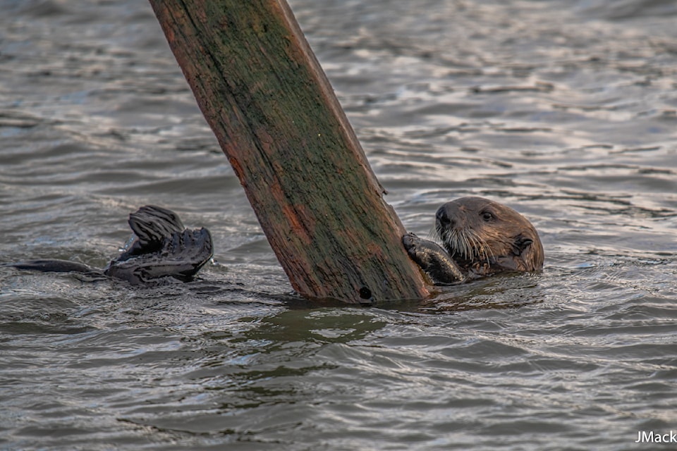 Photographer Joyce MacKinnon caught on camera an interaction between a surfer and a sea otter in Sooke on Dec. 28.