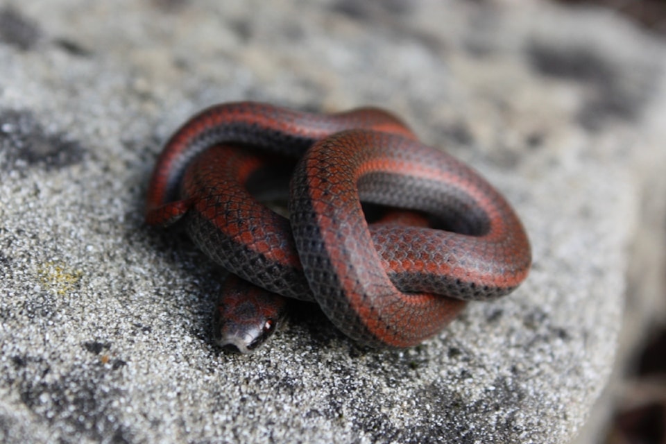 bby-snake-2lauramatthias