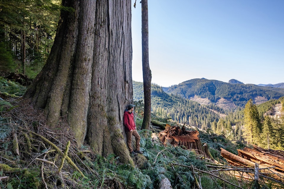 Acclaimed old-growth forest advocate TJ Watt stands with a majestic tree on southern Vancouver Island.
