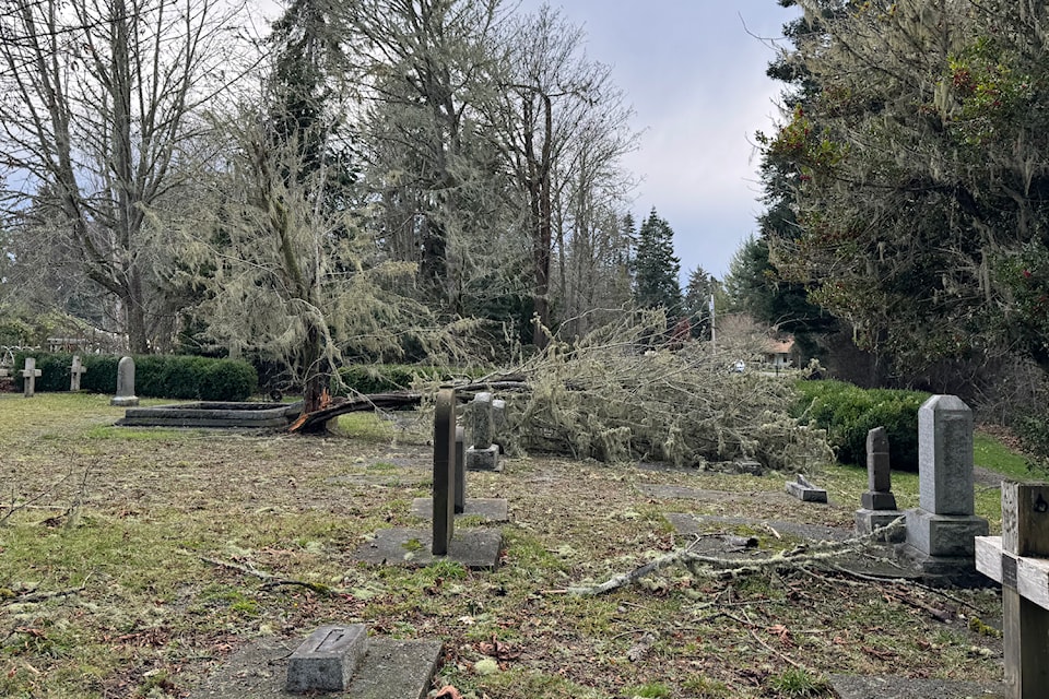 November's wind storm split the hawthorn in half, with the major portion lying fractured alongside the graves in the historic Muir cemetery on Maple Avenue.