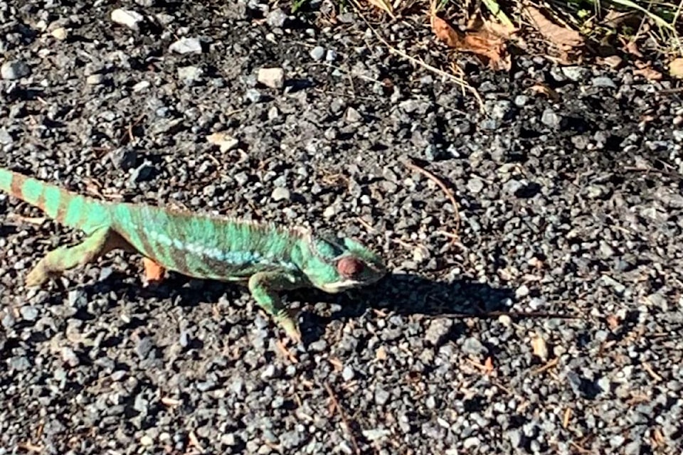 'Anyone missing a chameleon by the sports box off Phillips Rd?' reads Tanya Green's post on social media.