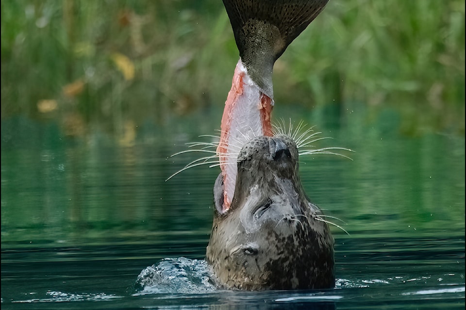 Down in one! Readers couldn't get enough of Sooke wildlife photographer Brian Rundle’s work this year. 