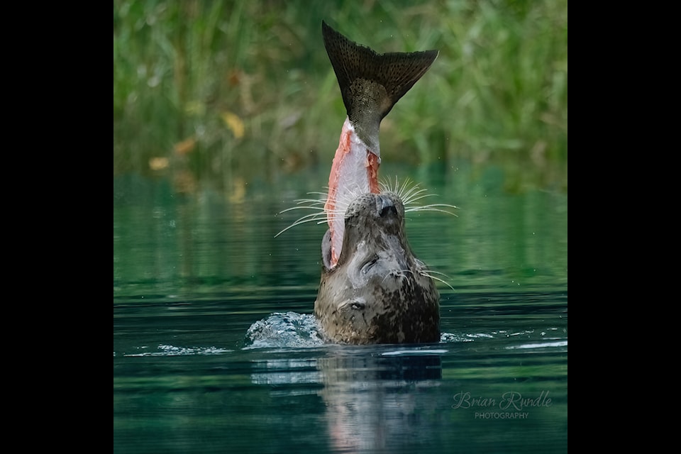 Down in one! The seal takes down its salmon treat.