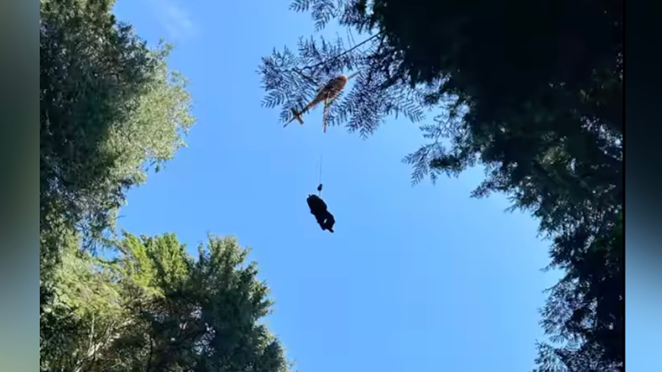 search-rescue