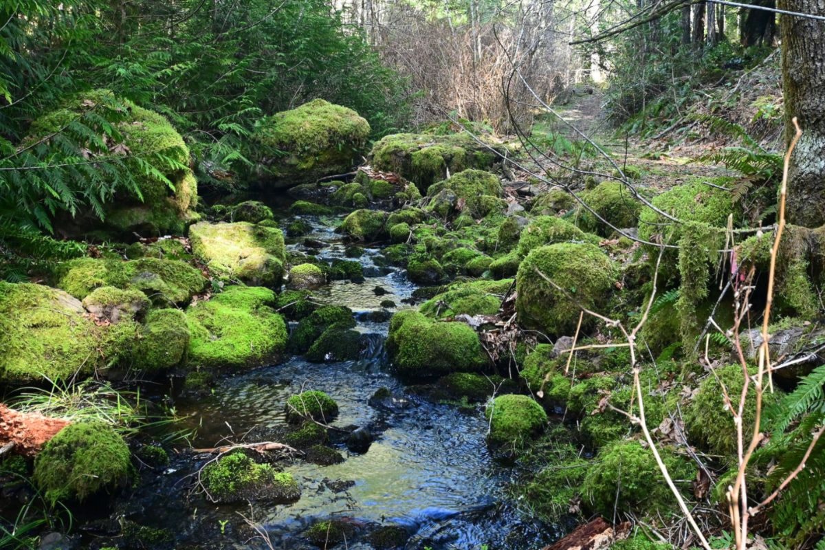 Conservation gains ground in Metchosin with Bilston Creek Corridor