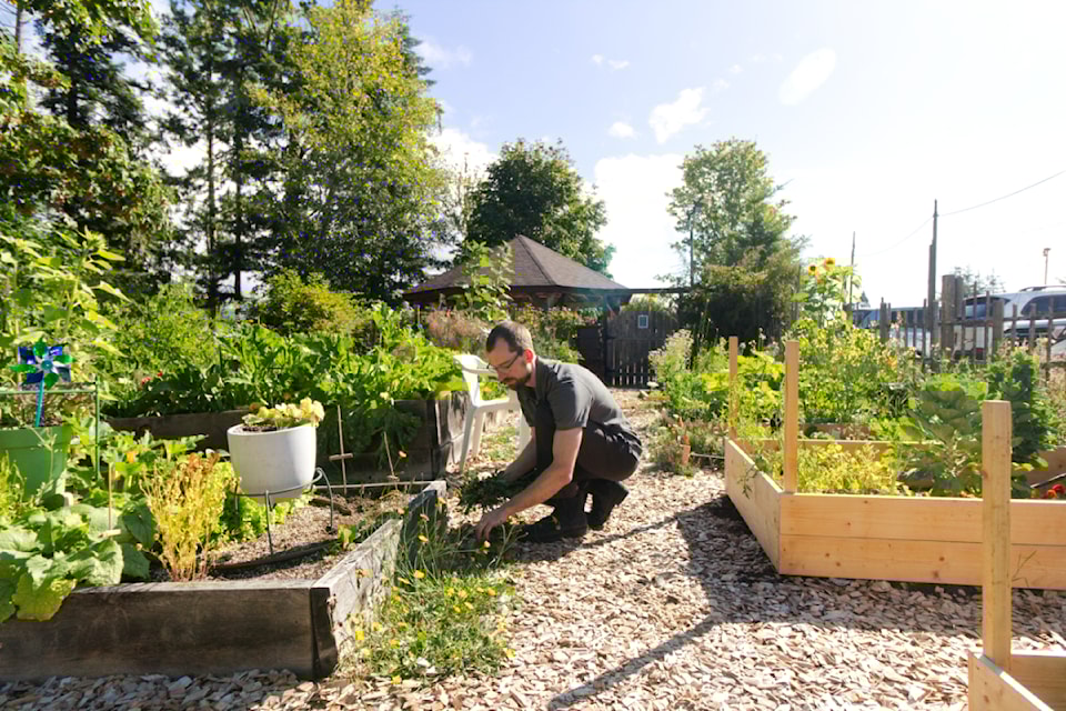 Levi Megenbir pulls weeds in Sooke's new community garden.