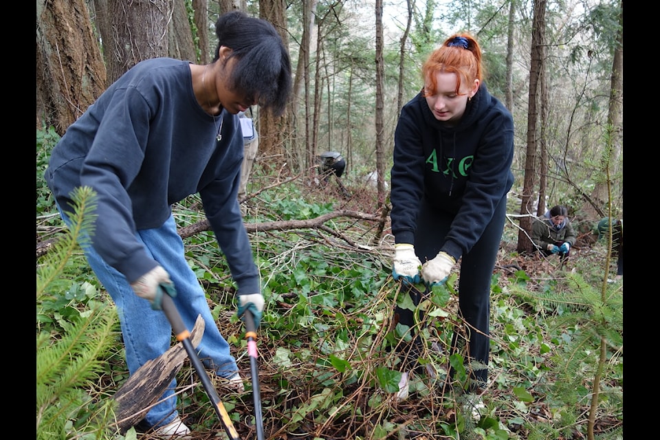 Vounteers work to remove English Ivy from Portage Park, View Royal.                               