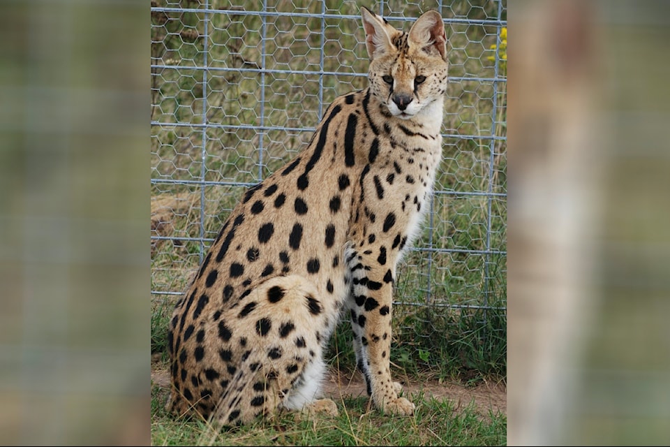 A serval cat was seen in the backyard of a Sooke home.