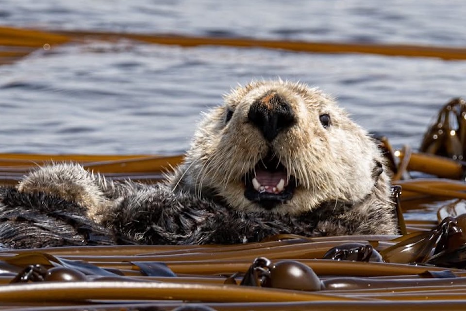 250117olliesalishseaotter