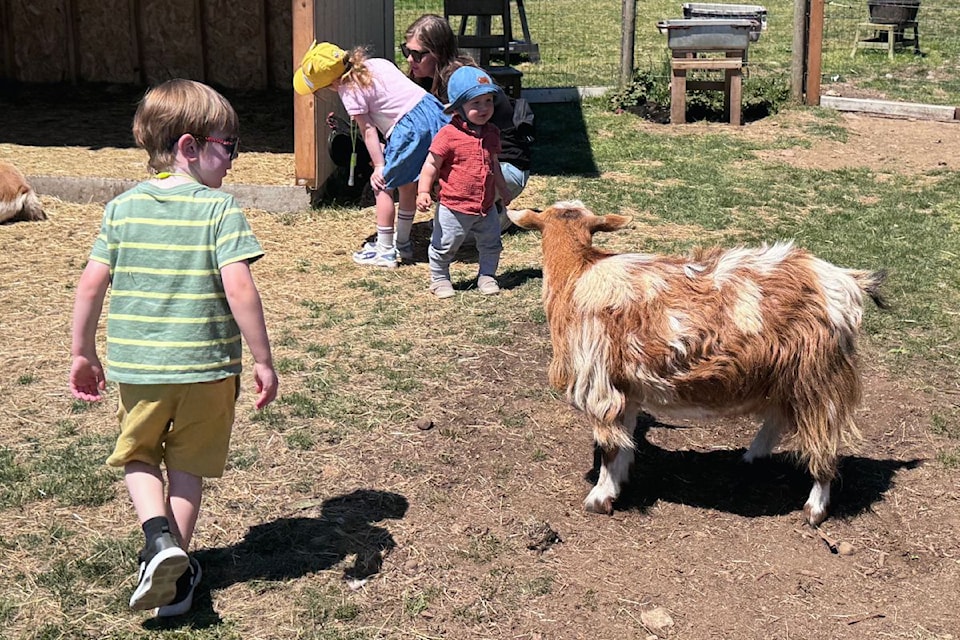 sooke-goat-and-kids