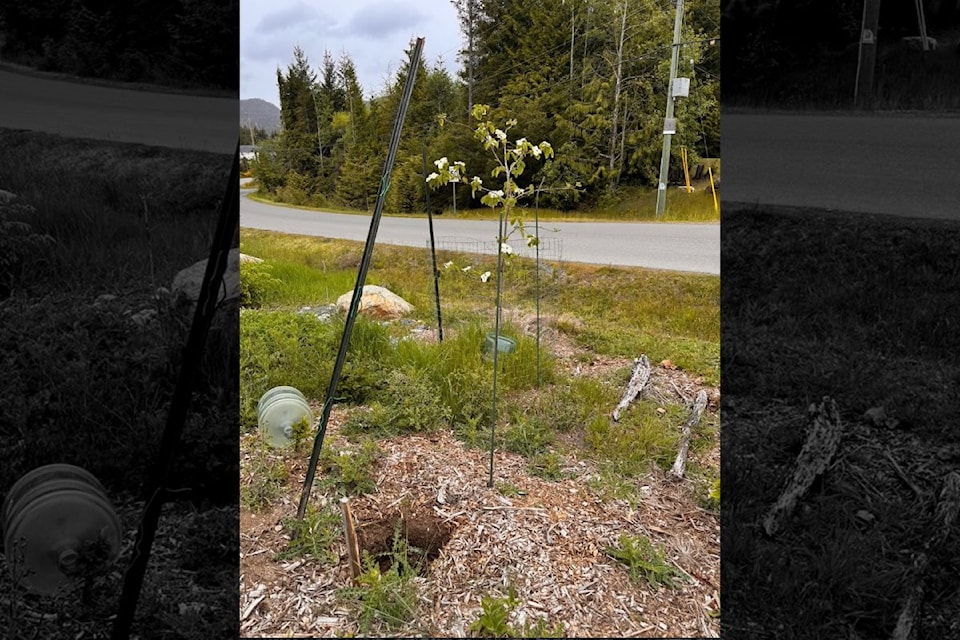 250520-snm-stolen-tree