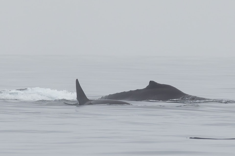 251009humpbackorcaseal