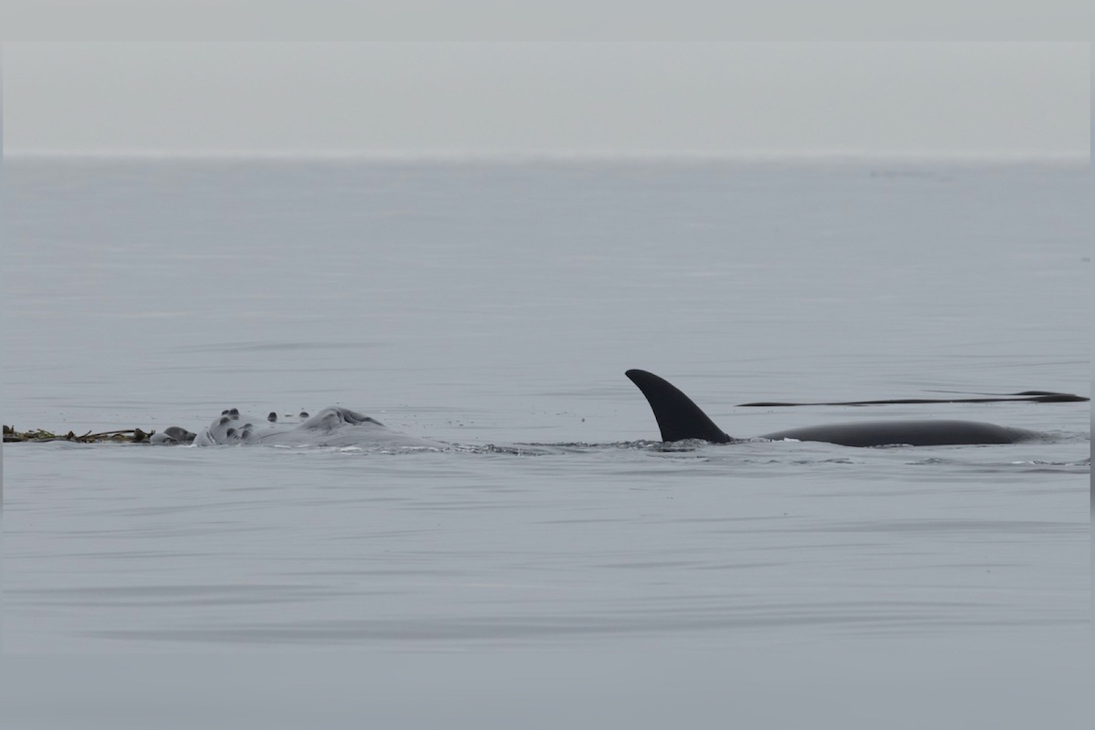 B.C. whale-watchers in awe as humpback 'protects' seal from orcas
