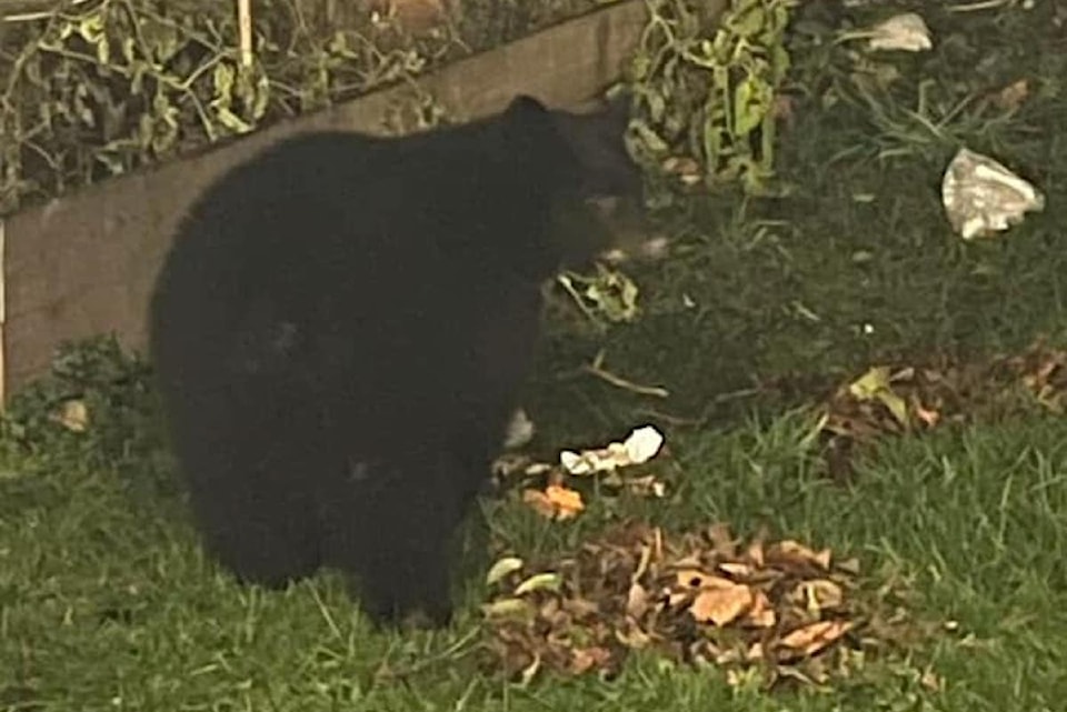 241205sookeorphancub