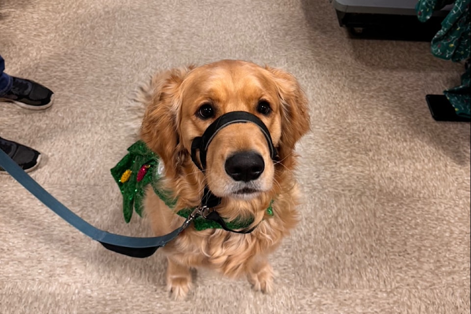 Bailey, the service dog in training, aka Santa Paws, will be available for photos by donation at the Sooke Craft Fair and Artisans market on Dec. 14 and 15.
