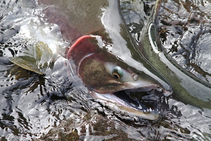 Salmon Spawning