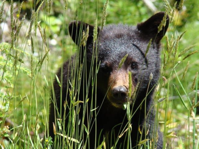 17192sookebearcub-phoebedunbarphoto