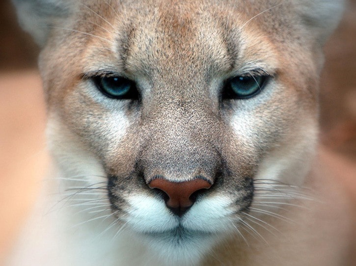 23248sookeCougar_closeup