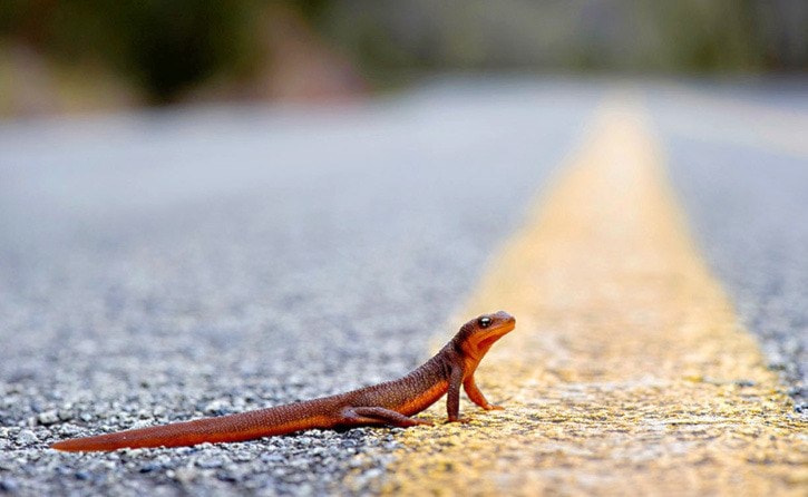 Newt Crossing