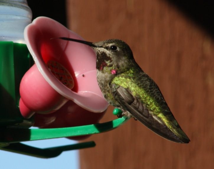 86494sookehummingbird