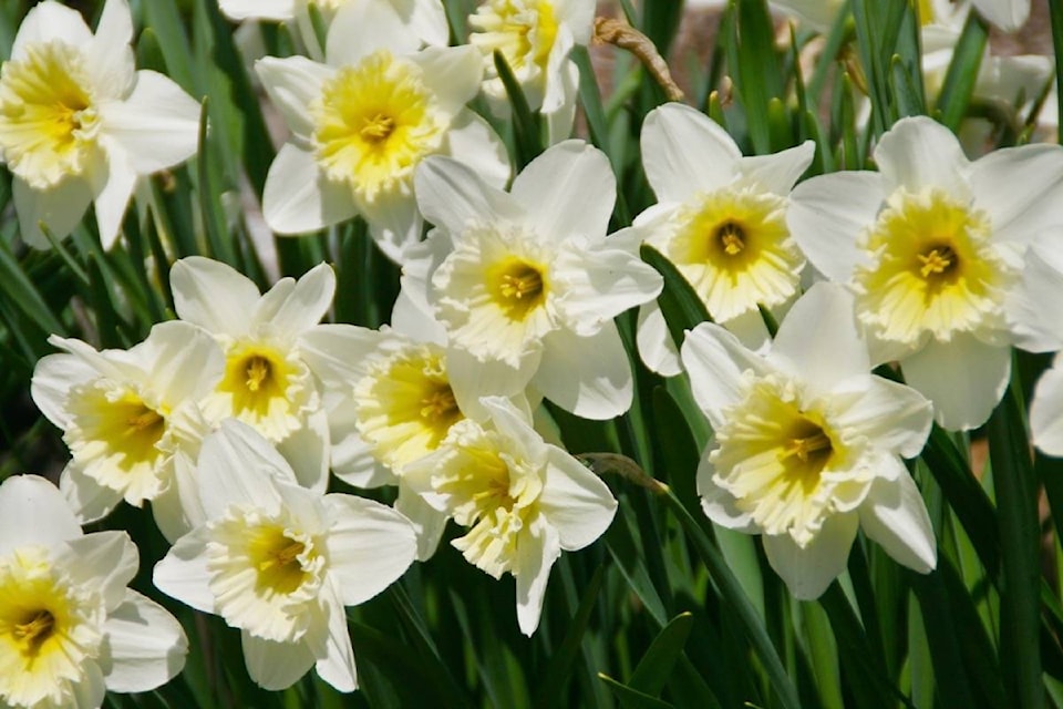 web1_170405-SNM-M-Daffodils_1
