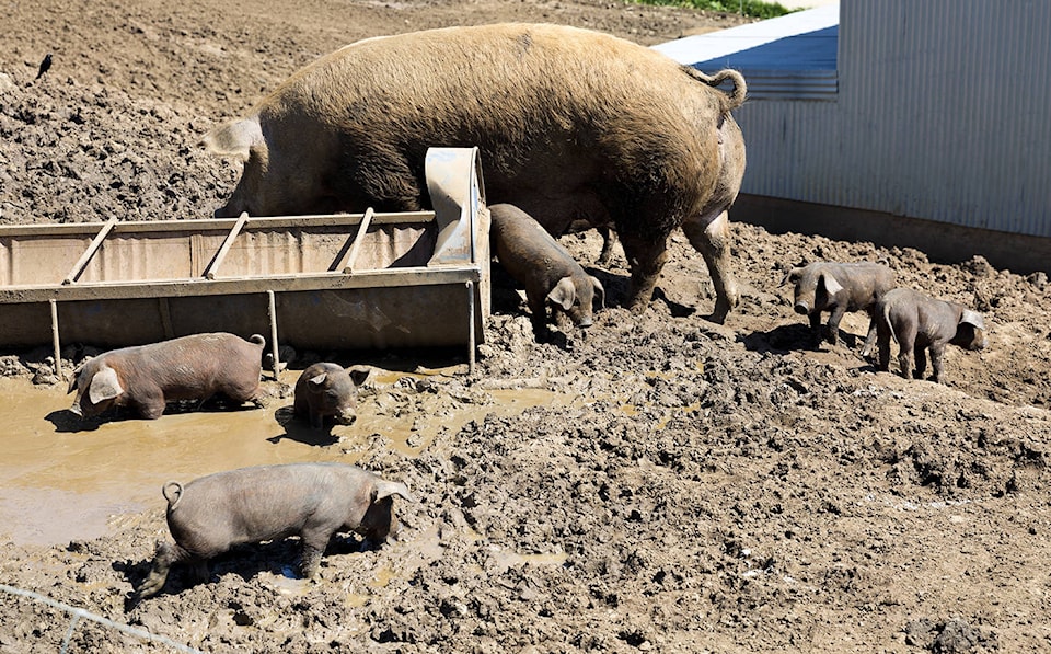 web1_170503-SNM-Feedlot