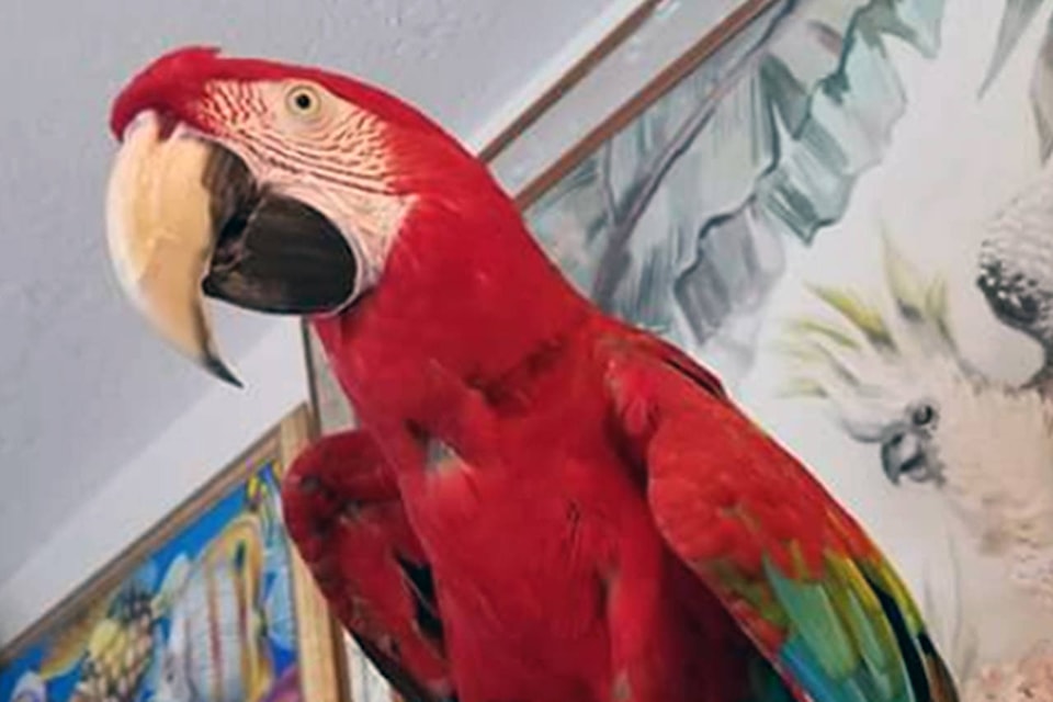 8816224_web1_171011-SNM-parrot