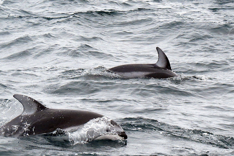 10792771_web1_180227-CRM-Pacific-white-sided-dolphin-Don-Faulkner