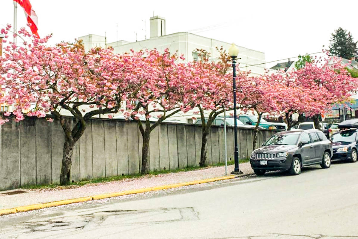 Feds chop down historic cherry trees in Northern B.C.