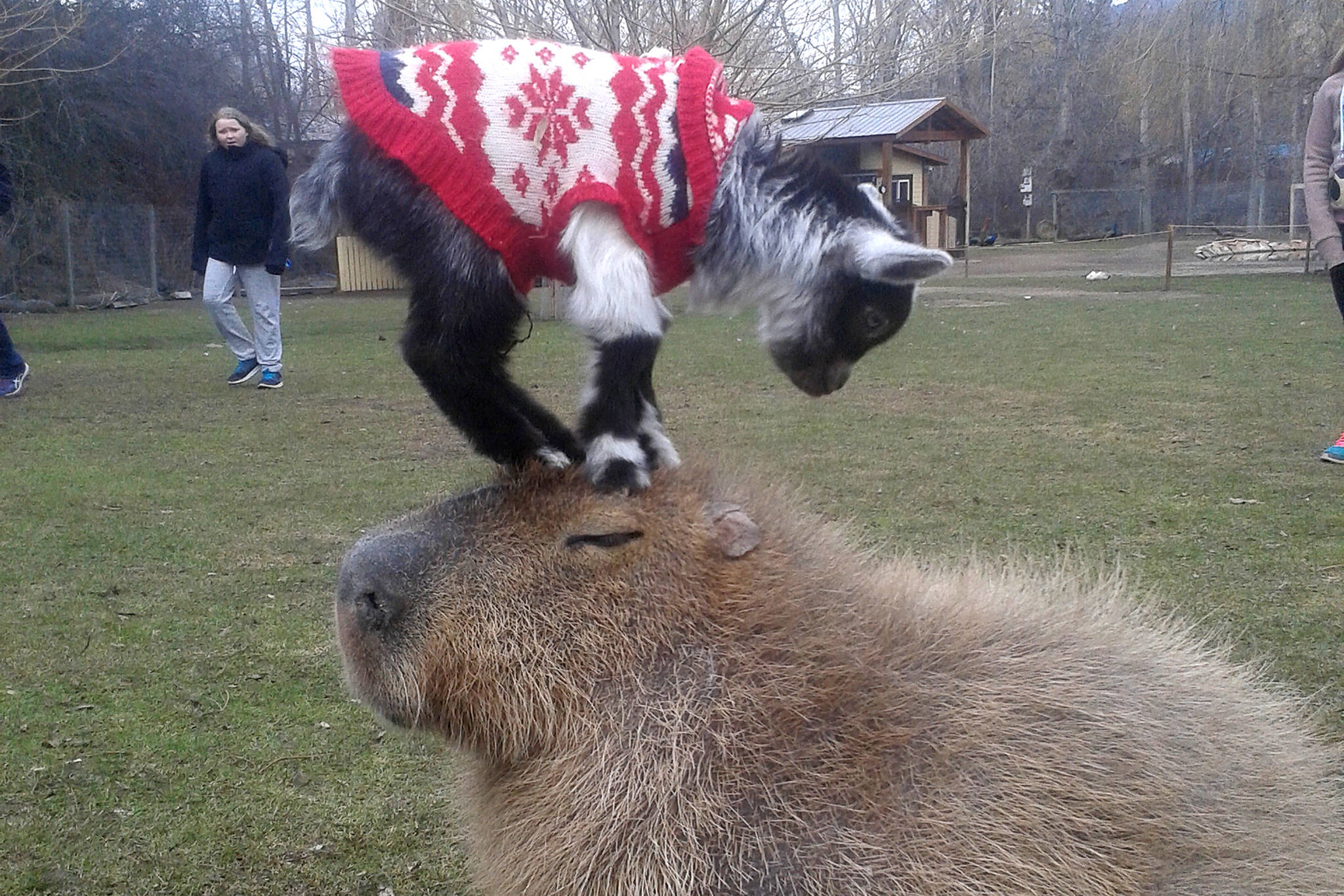 Animals hopping for Easter