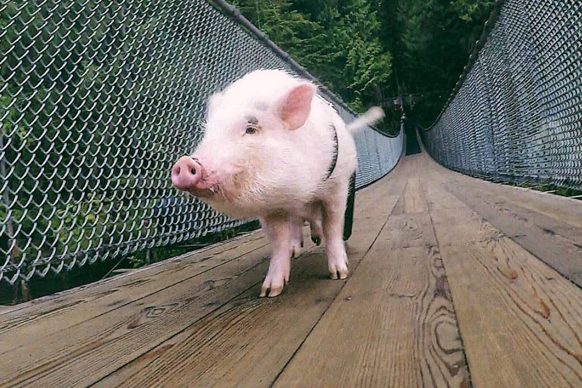 Travelling pig visits Vancouver