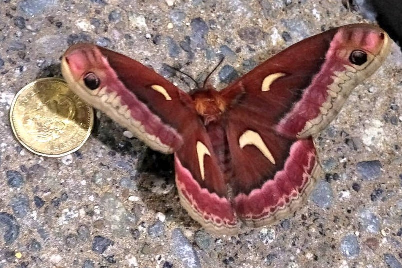 11855006_web1_180515-NBU-nanaimo-worlds-largest-moth_1