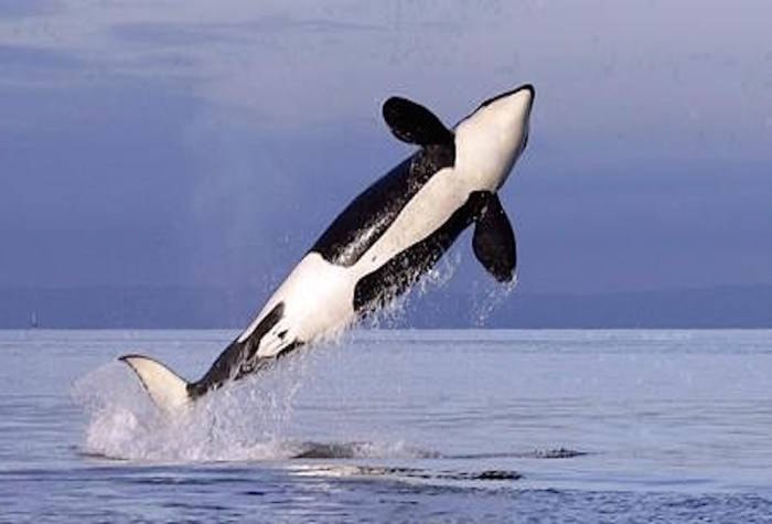 12691151_web1_CP_killerwhale_1