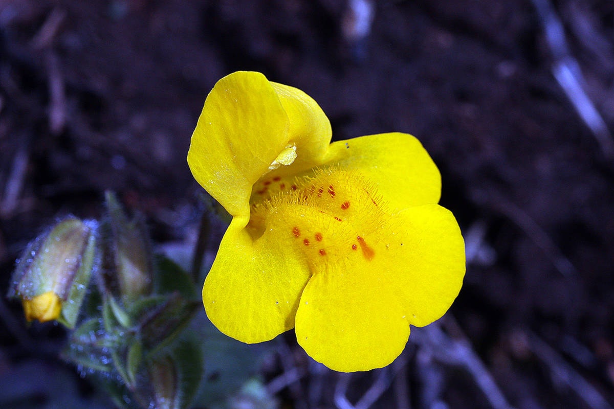 Tiny flower unique to Sooke - Sooke News Mirror