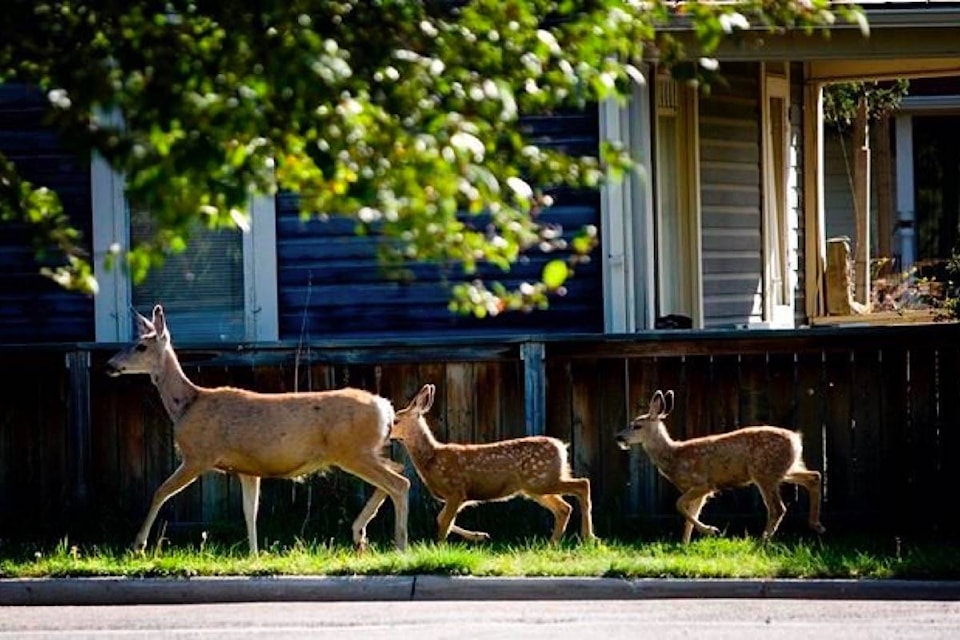 Study moves Oak Bay closer to contraceptive control for problem